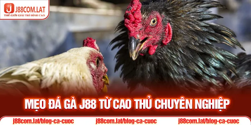 Mẹo đá gà J88 từ cao thủ chuyên nghiệp